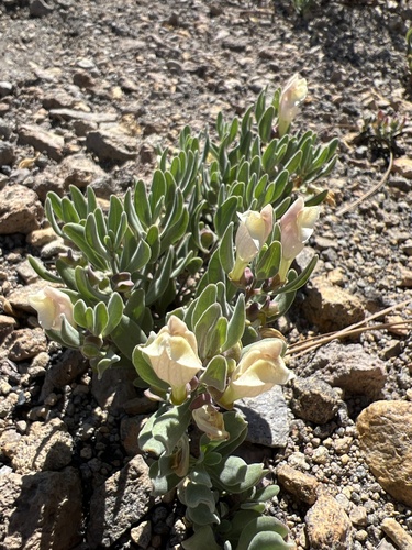 Scutellaria nana