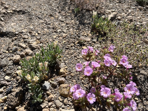 Scutellaria nana (alternate view 2)