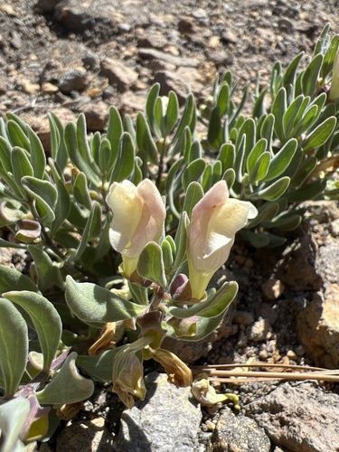 Scutellaria nana (alternate view 3)