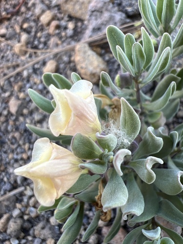 Scutellaria nana (alternate view 4)