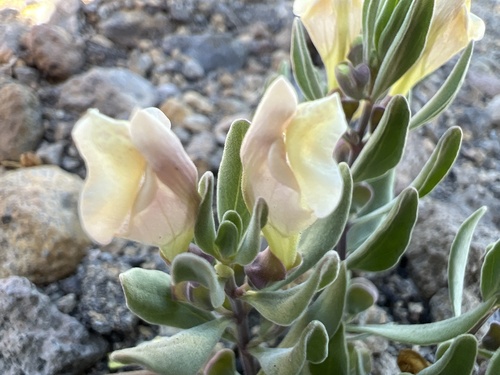 Scutellaria nana (alternate view 5)