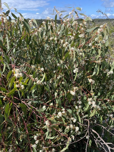 Eucalyptus racemosa (Northern Scribbly Gum) (alternate view 2)