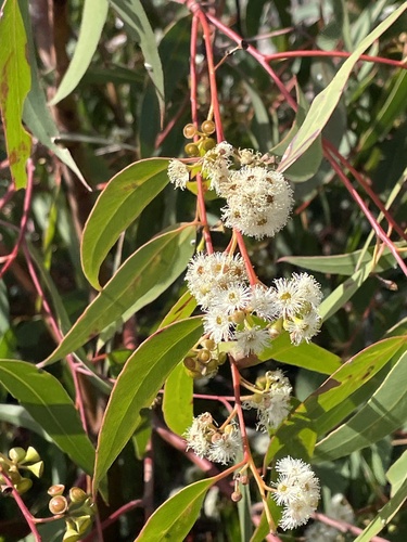 Eucalyptus racemosa (Northern Scribbly Gum) (alternate view 3)