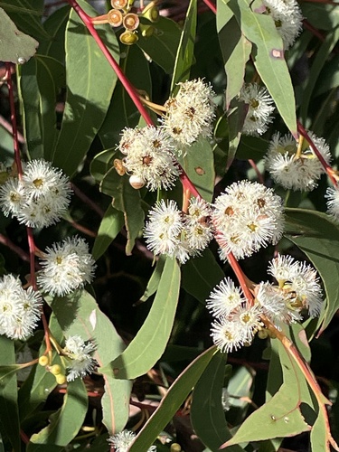 Eucalyptus racemosa (Northern Scribbly Gum) (alternate view 4)
