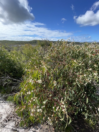 Eucalyptus racemosa (Northern Scribbly Gum) (alternate view 5)