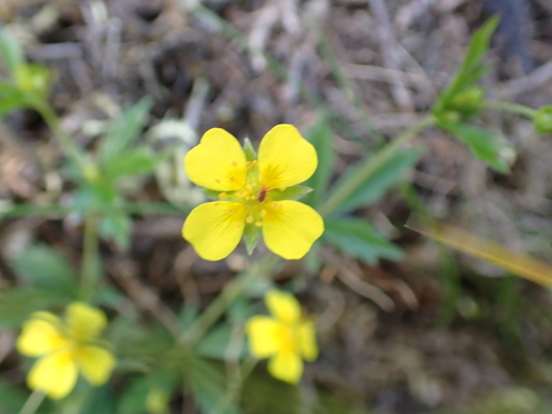 Potentilla erecta (Tormentil)