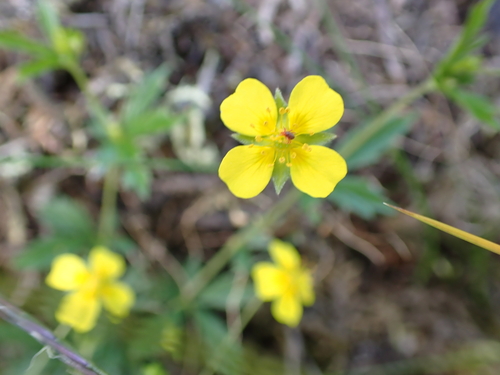 Potentilla erecta (Tormentil)