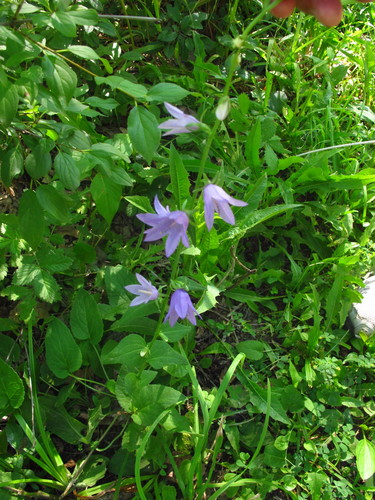 Campanula rapunculoides (Creeping Bellflower)