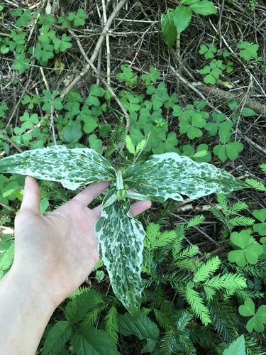 Trillium ovatum (western trillium) (alternate view 2)