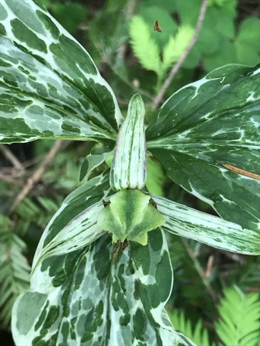 Trillium ovatum (western trillium) (alternate view 3)