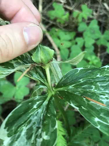 Trillium ovatum (western trillium) (alternate view 4)