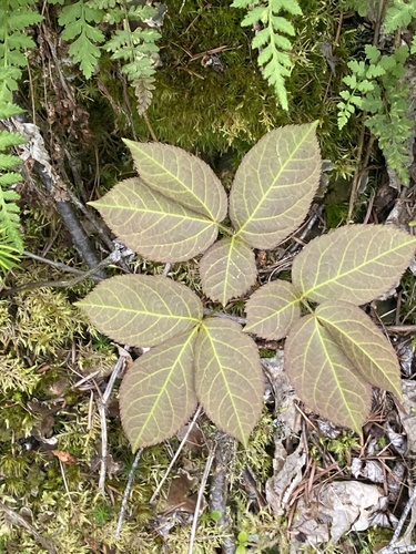 Aralia nudicaulis (wild sarsaparilla)