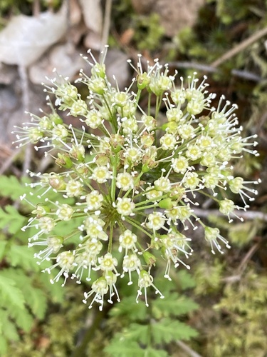 Aralia nudicaulis (wild sarsaparilla)