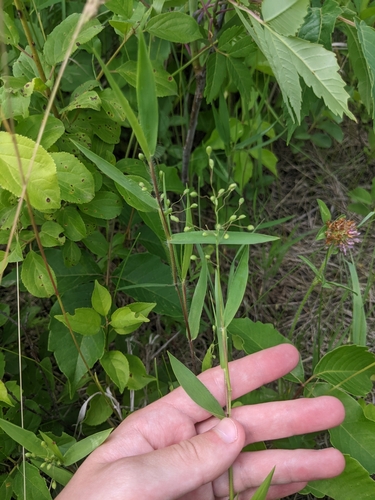 Dichanthelium oligosanthes (Heller's Rosette Grass) (alternate view 8)