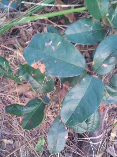 Tetrastigma nitens (Native Grape) (alternate view 4)