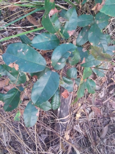 Tetrastigma nitens (Native Grape) (alternate view 5)