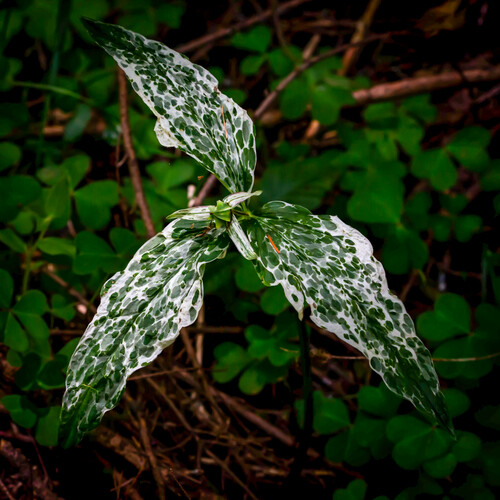 Trillium ovatum (western trillium)