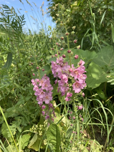 Verbascum phoeniceum (purple verbascum) (alternate view 3)
