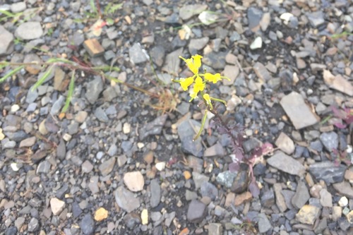 Barbarea orthoceras (American yellowrocket) (alternate view 9)