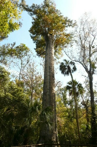 Taxodium distichum (bald cypress) (alternate view 4)