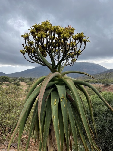 Aloe (Aloes) (alternate view 4)