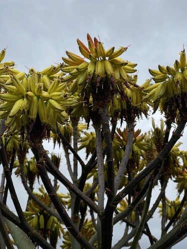 Aloe (Aloes) (alternate view 5)