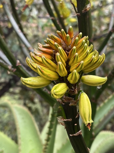 Aloe (Aloes) (alternate view 6)