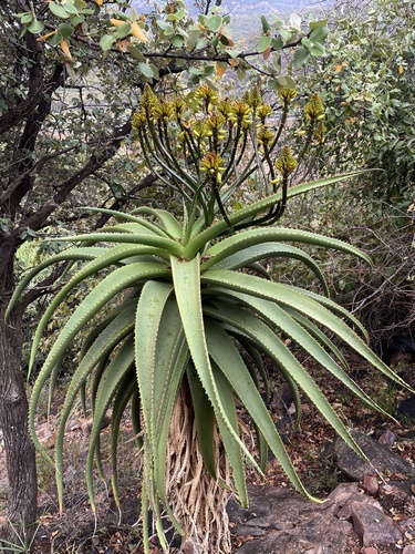 Aloe (Aloes) (alternate view 7)