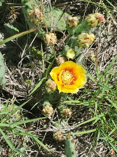 Opuntia macrorhiza (prairie pricklypear) (alternate view 5)