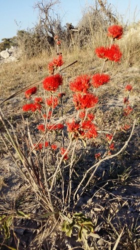 Combretum (Bushwillows) (alternate view 6)