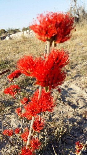 Combretum (Bushwillows) (alternate view 7)