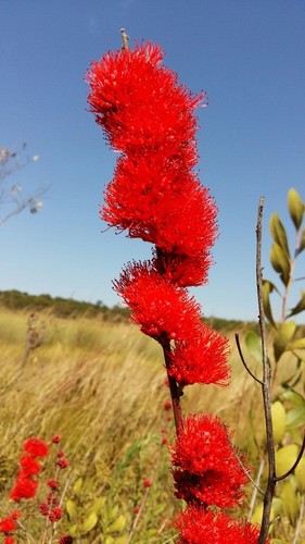Combretum (Bushwillows) (alternate view 3)