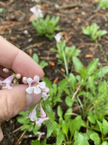 Penstemon virens (Front Range Beardtongue) (alternate view 7)