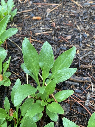 Penstemon virens (Front Range Beardtongue) (alternate view 8)