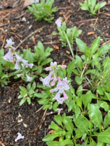 Penstemon virens (Front Range Beardtongue) (alternate view 9)