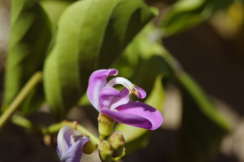 Canavalia rosea (Beach Bean) (alternate view 3)