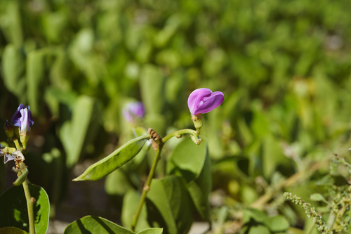 Canavalia rosea (Beach Bean) (alternate view 2)