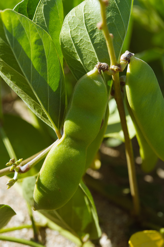 Canavalia rosea (Beach Bean) (alternate view 5)