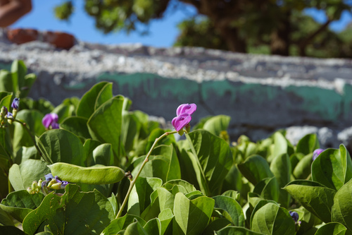 Canavalia rosea (Beach Bean) (alternate view 4)