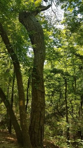 Pinus taeda (Loblolly Pine)