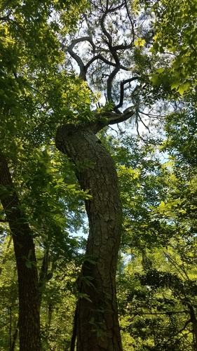 Pinus taeda (Loblolly Pine)