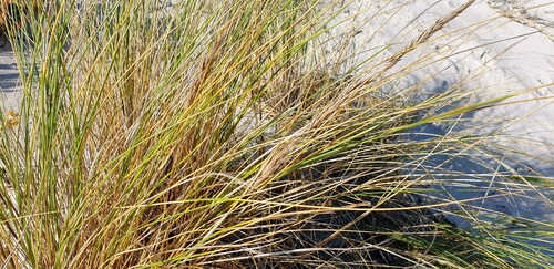 Calamagrostis arenaria (European marram grass)