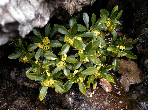 Daphne laureola (spurge daphne) (alternate view 4)