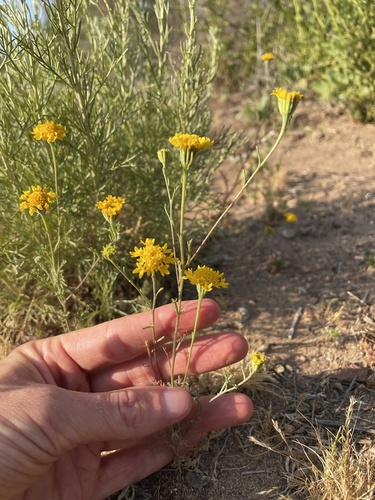Chaenactis glabriuscula (Common Yellow Chaenactis) (alternate view 5)