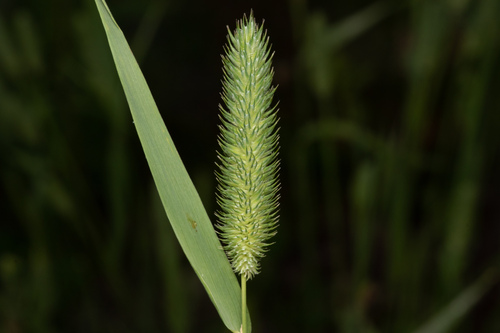 Phleum pratense (Timothy grass)