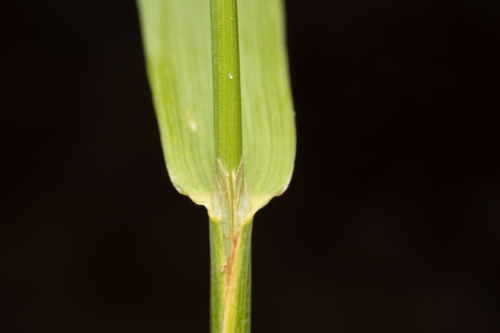 Phleum pratense (Timothy grass)
