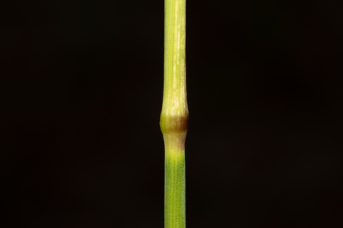 Phleum pratense (Timothy grass)
