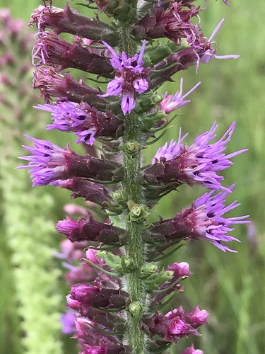 Liatris pycnostachya (prairie blazing star) (alternate view 7)