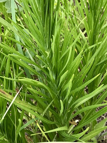 Liatris pycnostachya (prairie blazing star) (alternate view 9)