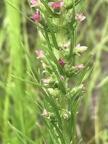 Liatris pycnostachya (prairie blazing star) (alternate view 8)